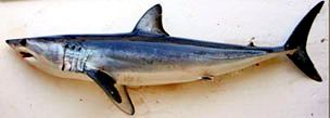 Isurus oxyrinchus03.jpg